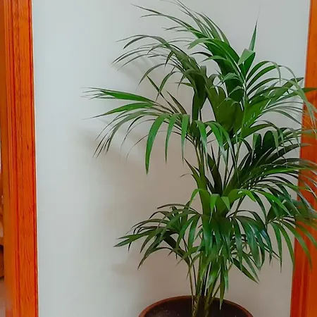 Villa Alizuth Puerto del Carmen (Lanzarote)