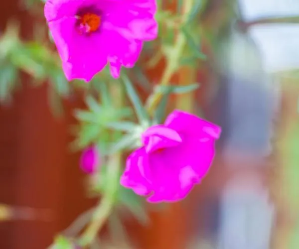 Βίλα Alizuth Πουέρτο Ντελ Κάρμεν